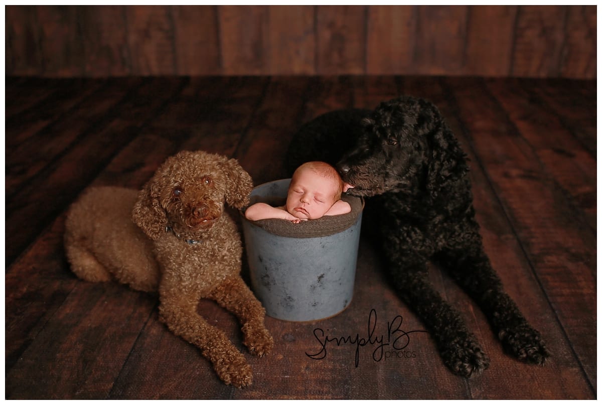 south edmonton newborn photography studio baby boy dogs